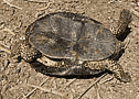 Пресноводная Черепаха (Mauremys caspica)